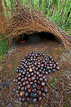 Bower of Vogelkop bowerbird (Amblyornis inornatus) front entrance of bower decorated with red fruit and acorns, Arfak Mountains, West Papua, Indonesia.
