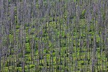 Dead Spruce trees (Picea abies) in Bark beetle (Scolytinae) afflicted area on mountain ridge, Bavarian Forest National Park, Germany, June 2011.