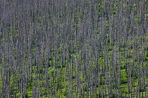 Dead Spruce trees (Picea abies) in Bark beetle (Scolytinae) afflicted area on mountain ridge, Bavarian Forest National Park, Germany, June 2011.