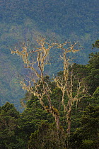 Primary or old growth rainforest with dead tree covered with Beard lichen (Usnea) Arfak Mountains, West Papua, Indonesia.