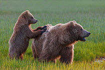 Grizzly bear (Ursus arctos horribilis) mother and cub looking out for dangerous male, Lake Clark National Park, Alaska, USA, June.