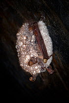 Whiskered bat (Myotis mystacinus) hibernating in cave, hairs covered in water droplets, Germany, February.