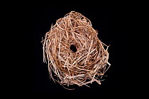 Harvest Mouse (Micromys minutus) nest, Germany.