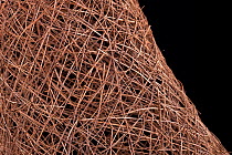 Weaver bird nest detail (Ploceus sp.) from Africa in collection at Uebersee-Museum, Bremen, Germany.