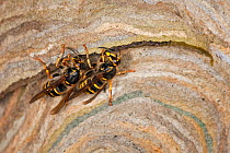 Median wasps (Dolichovespula media) building nest, Hessen, Germany, June.