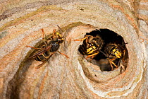 Median wasps (Dolichovespula media) building nest, Hessen, Germany, June.