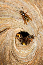 Median Wasps (Dolichovespula media) at nest entrance, Hessen, Germany, June.
