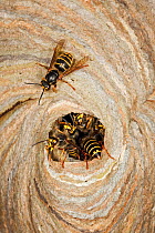 Median Wasps (Dolichovespula media) at nest entrance, Hessen, Germany, June.