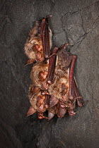 Greater mouse-eared bat (Myotis myotis) group of three, hibernating in cave, Germany, February.