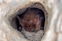 Long eared bat (Plecotus auritus) hibernating in hole in cave, Germany, February.