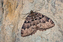 Tissue moth (Triphosa dubitata) hibernating in cave, Germany. February.