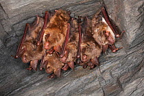 Greater mouse-eared bat (Myotis myotis) group hibernating in cave, Germany, February.