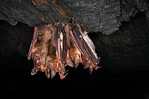 Greater mouse-eared bat (Myotis myotis) group hibernating in cave, Germany, February.