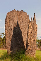 Magnetic Termite (Amitermes meridionalis) mounds in grassland, Litchfield National Park, Northern Territory, Australia.