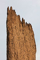 Magnetic Termite (Amitermes meridionalis) mound, detail of spire, Litchfield National Park, Australia.