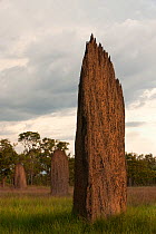 Magnetic Termite (Amitermes meridionalis) mounds in grassland, Litchfield National Park, Northern Territory, Australia.