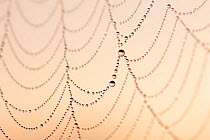 Garden Spider (Araneus diadematus) web with dew drops, at sunrise, Germany, August.