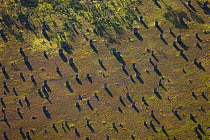 Magnetic termite (Amitermes meridionalis) aerial view of mounds in grassland, Litchfield National Park, Northern Territory, Australia.
