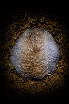 Arctic Ground Squirrel (Spermophilus parryii) hibernating in its burrow / University of Fairbanks, Alaska, captive. Its body temperature drop as low as ?2.9 C (26.8 F) the lowest known naturally occur...