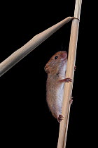 Harvest Mouse (Micromys minutus) climbing in reed, Germany, captive.