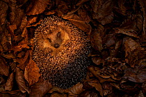Hedgehog (Erinaceus europaeus) hibernating in leaves, Germany, captive.