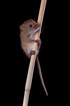 Harvest Mouse (Micromys minutus) climbing on reeds, Germany, captive.