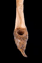Steely-vented Hummingbird (Amazilia saucerrottei) nest in Senckenberg Natural History Collection, Dresden, Germany.