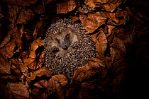 Hedgehog (Erinaceus europaeus) hibernating  in leaves, Germany, captive.