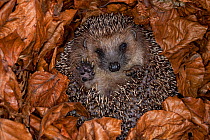 Hedgehog (Erinaceus europaeus) hibernating hidden in leaves, Germany, captive.