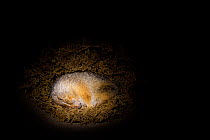 Arctic Ground Squirrel (Spermophilus parryii) hibernating in its burrow, University of Fairbanks, Alaska, captive. It's body temperature drop as low as ?2.9 C (26.8 F) the lowest known naturally occur...