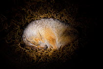 Arctic Ground Squirrel (Spermophilus parryii) hibernating in its burrow / University of Fairbanks, Alaska, captive. Its body temperature can drop as low as 2.9 C (26.8 F) the lowest known naturally oc...