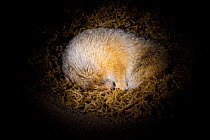 Arctic Ground Squirrel (Spermophilus parryii) hibernating in it's burrow, University of Fairbanks, Alaska, captive. It's body temperature drop as low as ?2.9 C (26.8 F) the lowest known naturally occu...