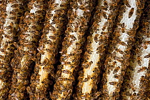 Honey Bee (Apis mellifera) mass on honeycomb, Germany.