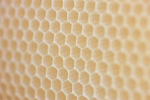 Honeycomb (Apis mellifera) structure with empty cells, Germany.