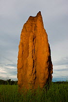 Cathedral Termite mount, Litchfield National Park, Northern Territory, Australia