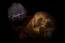 Hedgehog (Erinaceus europaeus) hibernating inside a hollow fallen tree, Germany, captive.