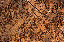 Red wood ants (Formica rufa) basking on wood in early spring, close to anthill, Germany, March.