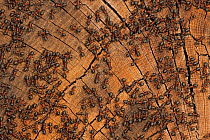 Red wood ants (Formica rufa) basking on wood in early spring, close to anthill, Germany, March.