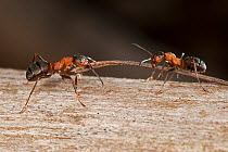 Red wood ant (Formica rufa) two workers fighting for construction material (fir needle) Germany, March.