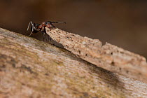 Red Wood Ant (Formica rufa) carrying large piece of construction material to anthill, Germany, March.