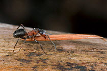 Red wood ant (Formica rufa) carrying construction material to anthill (fir needle), Germany.