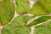 Green tree ant (Oecophylla smaragdina) on nest from woven leaves, Northern Territory, Kakadu National Park, Australia.