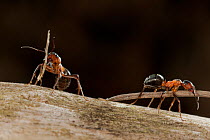 Red wood ants (Formica rufa) carrying construction material to anthill (fir needles), Germany.