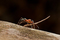 Red wood ant (Formica rufa) carrying construction material to anthill (fir needles), Germany.
