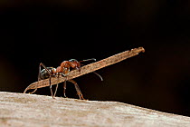 Red wood ant (Formica rufa) carrying construction material to anthill (fir needles), Germany.
