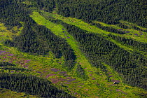 Bog in boreal forest, Lake Clark National Park, Alaska, USA. June.