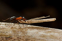 Red wood ant (Formica rufa) carrying construction material to anthill (plant stem), Germany.