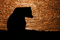 Grizzly bear (Ursus arctos horribilis) silhouette at sunset, Lake Clark National Park, Alaska, USA, July.