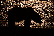 Grizzly bear (Ursus arctos horribilis) silhouette at sunset, Lake Clark National Park, Alaska, USA, July.