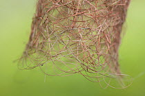 Baya weaver nest (Ploceus philippinus) detail of woven grass at nest entrance, Singapore.